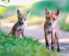 Arta Fotografiei si a Videourilor Wildlife - Seasons - A short wildlife story in four acts, by Razvan Alexandru Duta