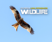 CONCURS - Luna Fotografiei Wildlife