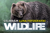 Best of Wildlife Photography 2024