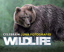 Best of Wildlife Photography 2024